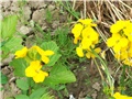 Šeboj - cheiranthus cheiri